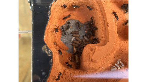 Blue Pony Ant GAMERGATE colony in F5 farm = (Rhytidoponera chalybaea)