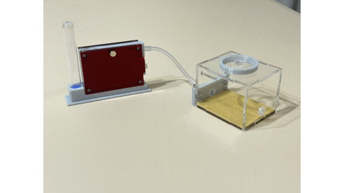 Big Head Ant Colony with D1 Habitat Set - Complete Starter Kit