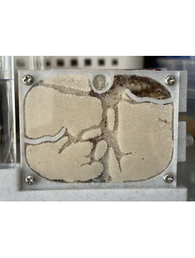 Big Head Ant Colony with D1 Habitat Set - Complete Starter Kit