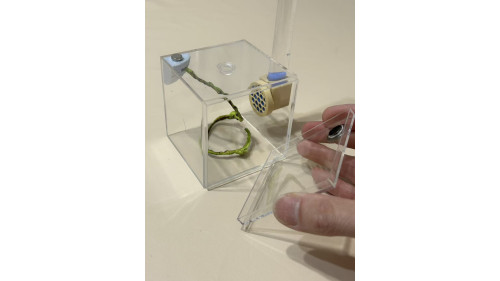 Jumping spider small house set Jumping spider small house set