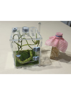 Jumping spider large house set