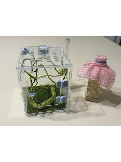 Jumping spider large house set