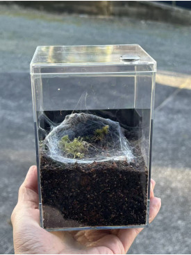E3 Spider Enclosure – 10 x 10 x 15 cm (Full set)