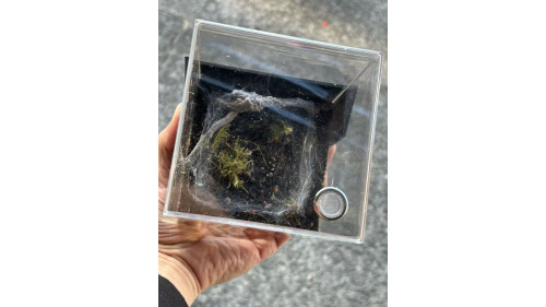 E3 Spider Enclosure – 10 x 10 x 15 cm (Tall Version) E3 Spider Enclosure – 10 x 10 x 15 cm (Tall Version)