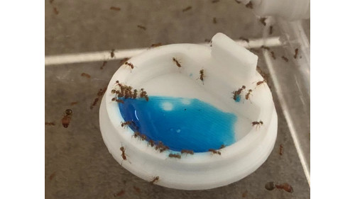 One Ant colony Food - liquid food - honey water (20ml)