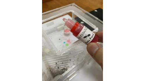 One Ant colony Food - liquid food - honey water (20ml)