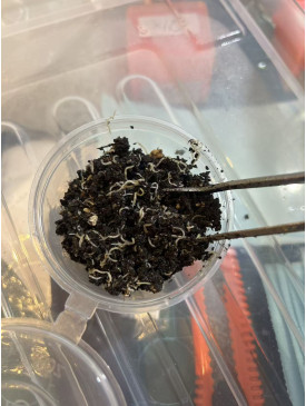 Small White Worm start Cultures