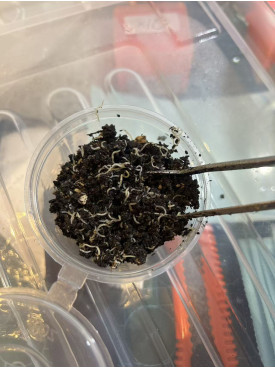 Small White Worm start Cultures
