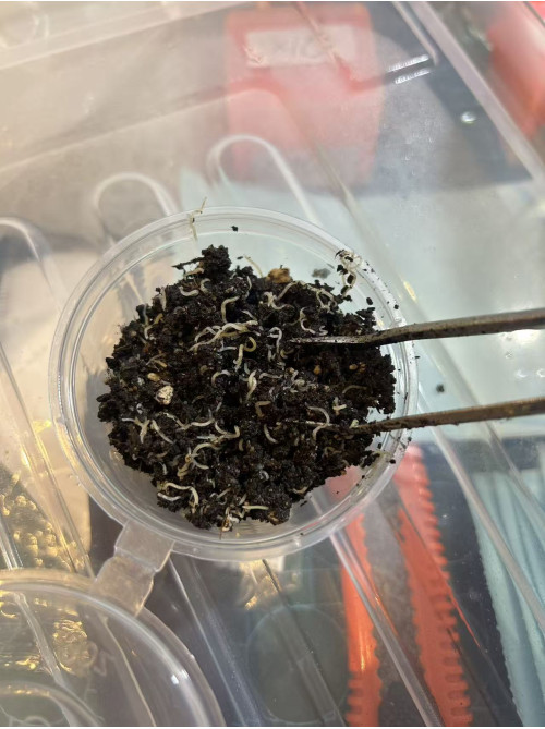 Small White Worm start Cultures Small White Worm start Cultures