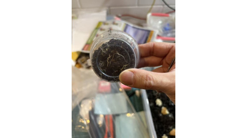 Small White Worm start Cultures Small White Worm start Cultures