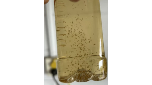 Daphnia Culture (100-200 daphnia) ( personal breed)