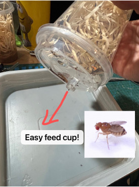 Flightless Fruit Fly Culture - cycle set