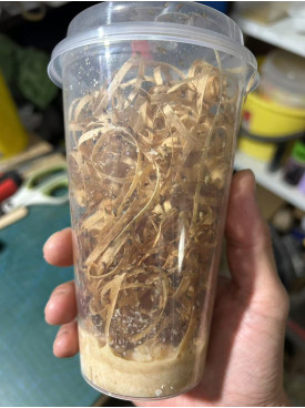common fruit fly - one cup