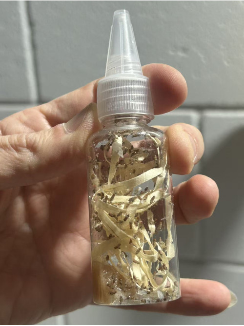 Live Wingless Fruitflies - around 50- 100 fly Live Wingless Fruitflies - around 50- 100 fly