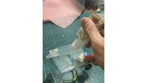 Live Wingless Fruitflies - around 50- 100 fly Live Wingless Fruitflies - around 50- 100 fly