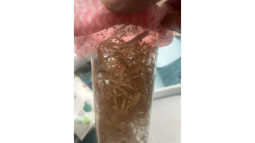 Live Wingless Fruitflies Culture - cycle set