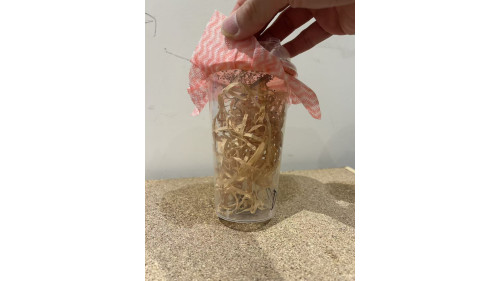 Live Wingless Fruitflies Culture - cycle set