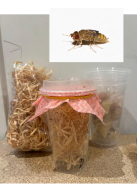 Live Wingless Fruitflies Culture - cycle set