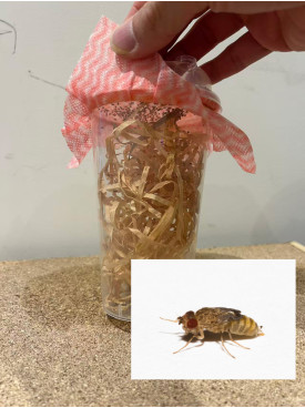 Live Wingless Fruitflies - one cup