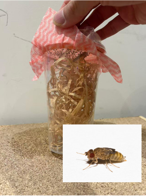 Live Wingless Fruitflies - one cup