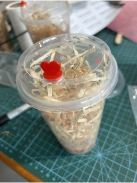 Live fruit fly (fly one, 4mm size) - one cup