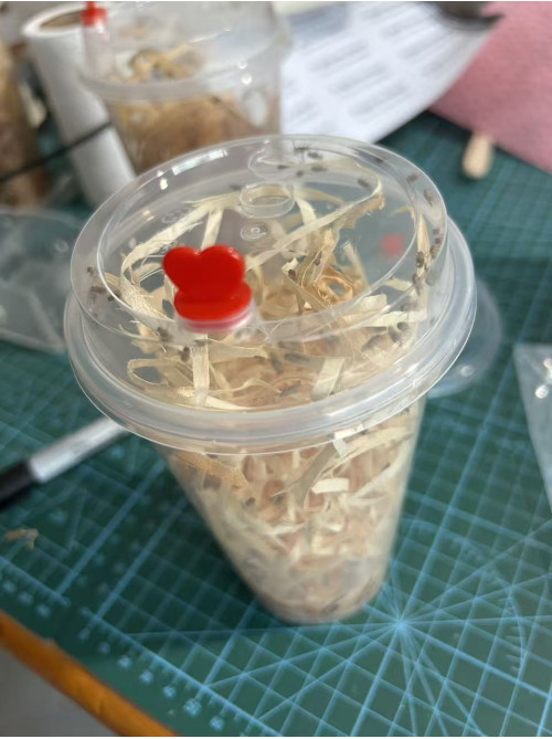 Live fruit fly (fly one, 4mm size) - one cup