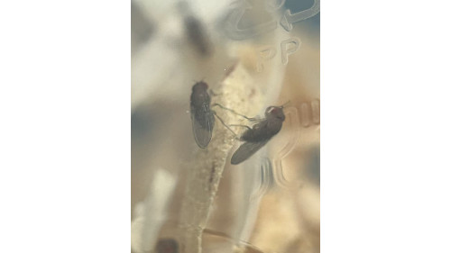 Live fruit fly (fly one, 4mm size) - one cup