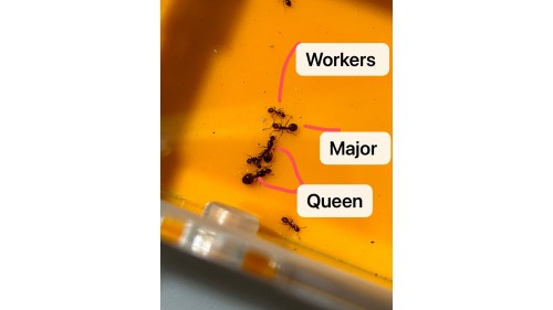 Chelaner Antarcticus ant queen ant with few workers in tube