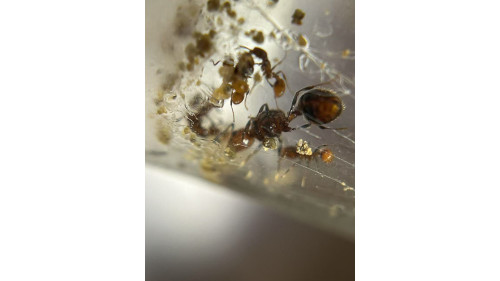 Chelaner Antarcticus ant queen ant with few workers in tube