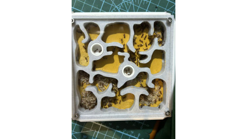 Huberia striata colony with 2 queens and 200+ workers, lots lots of eggs in W3 farm set