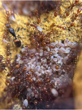 Huberia striata colony with 2 queens and 200+ workers, lots lots of eggs in tube