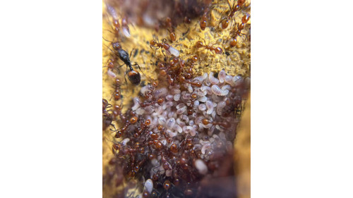 Huberia striata colony with 2 queens and 200+ workers, lots lots of eggs in W3 farm set