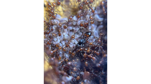 Huberia striata colony with 2 queens and 200+ workers, lots lots of eggs in W3 farm set