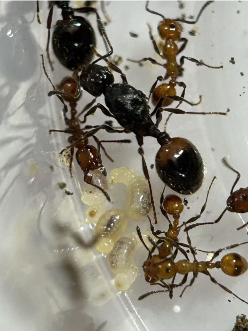 Huberia striata ant single queen with 10+ workers in tube