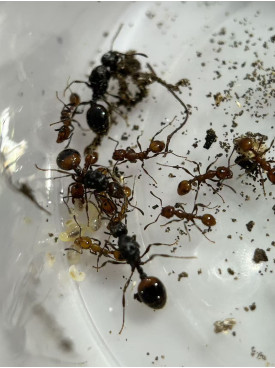 Huberia striata ant 3 x queen with 30+ workers in tube mutil queen colony