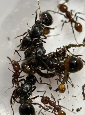 Huberia striata ant 5 x queen with 50+ workers in tube mutil queen colony