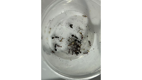 Huberia striata ant 5 x queen with 50+ workers in tube mutil queen colony