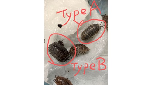 isopods / slaters (Reclined Pill Woodlouse) x 15 in small insect Terrarium