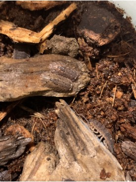 isopods / slaters (Reclined Pill Woodlouse) x 15 in small insect Terrarium
