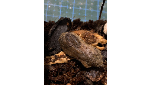 isopods / slaters (Reclined Pill Woodlouse) x 15 in small insect Terrarium