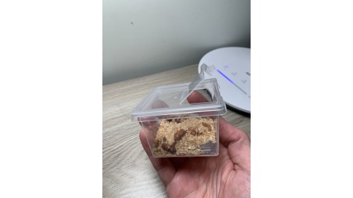 mealworm beetle x 30