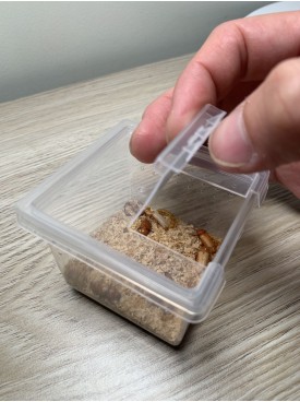 mealworm beetle x 30