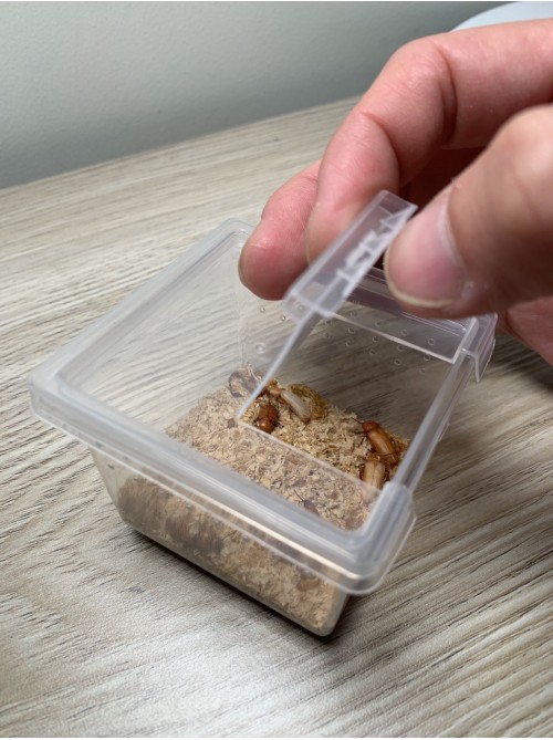 mealworm beetle x 30