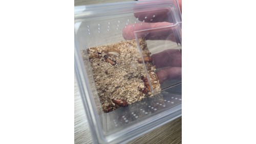 mealworm beetle x 30