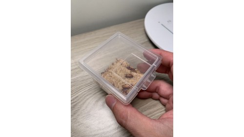 mealworm beetle x 30