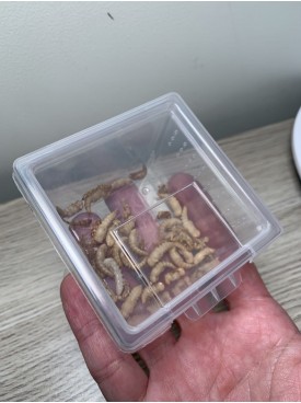 mealworm pupa x 30