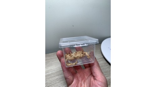 mealworm pupa x 30