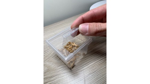 mealworm pupa x 30