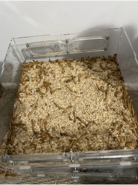 mealworm x 50