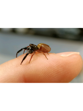 Black headed Jumping spider baby (largest specis in NZ) Trite planiceps